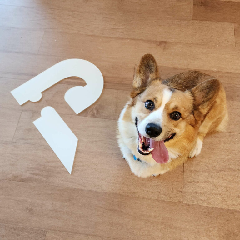 Mojo the Dog